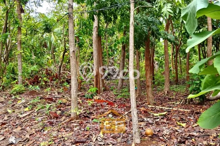 Tanah Dijual Lokasi Karimunjawa, Jepara Luas 16400m2 Legalitas Aman Tanah Dijual Lokasi Karimunjawa, Jepara Luas 16400m2 Legalitas Aman