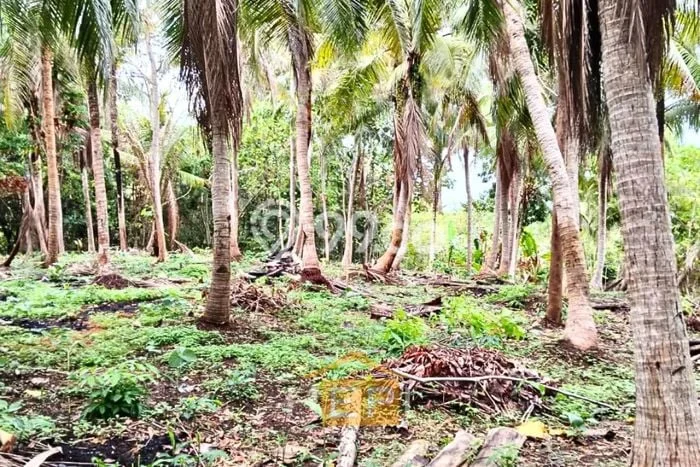 Tanah Dijual Lokasi Karimunjawa, Jepara Luas 16400m2 Legalitas Aman Tanah Dijual Lokasi Karimunjawa, Jepara Luas 16400m2 Legalitas Aman