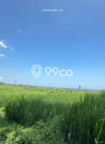 Tanah Dijual Area Strategis di Antosari Tabanan 3700m2 Tanah Dijual Area Strategis di Antosari Tabanan 3700m2