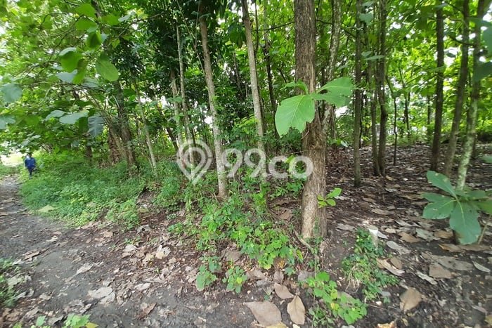 Lahan Investasi Lokasi Masaran Sragen SHM Lahan Investasi Lokasi Masaran Sragen SHM