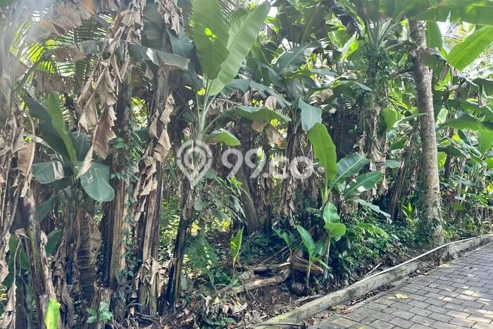 Jarang Ada! Tanah di Payangan Punya Luas 230m2 SHM Jarang Ada! Tanah di Payangan Punya Luas 230m2 SHM