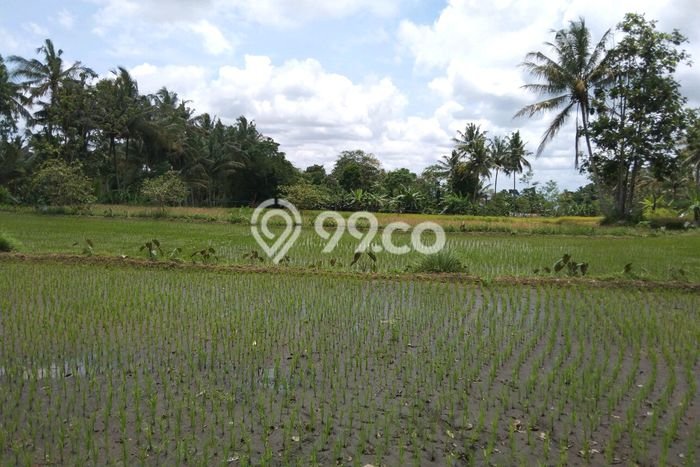 Dijual Tanah di Pakem Sleman Luas 1643m2 SHM Dijual Tanah di Pakem Sleman Luas 1643m2 SHM