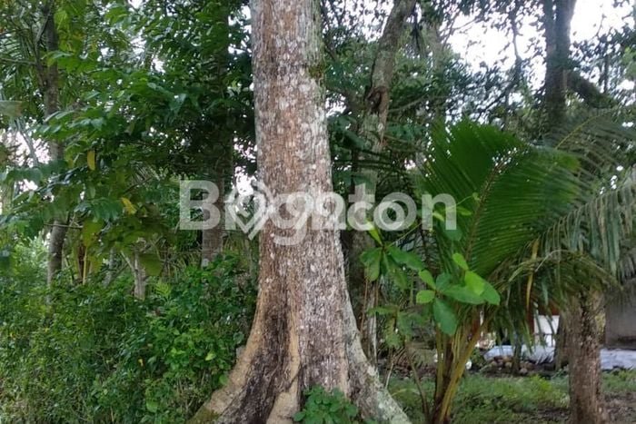 Tanah Dijual Lokasi Wates Kulon Progo SHM Tanah Dijual Lokasi Wates Kulon Progo SHM