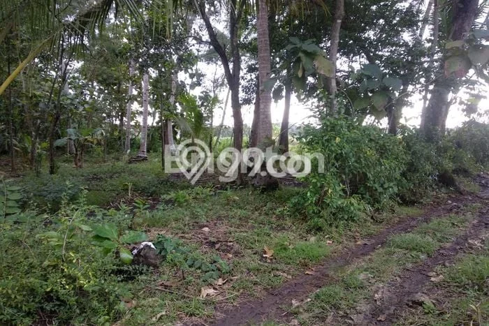 Tanah Dijual Lokasi Wates Kulon Progo SHM Tanah Dijual Lokasi Wates Kulon Progo SHM