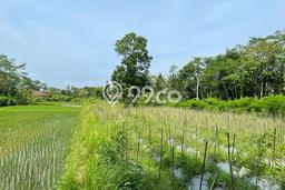 Tanah Dijual Lokasi Tempel, Sleman Luas 3066m2 Legalitas Aman Tanah Dijual Lokasi Tempel, Sleman Luas 3066m2 Legalitas Aman
