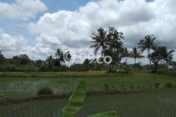 Dijual Tanah di Pakem Sleman Luas 1643m2 SHM Dijual Tanah di Pakem Sleman Luas 1643m2 SHM