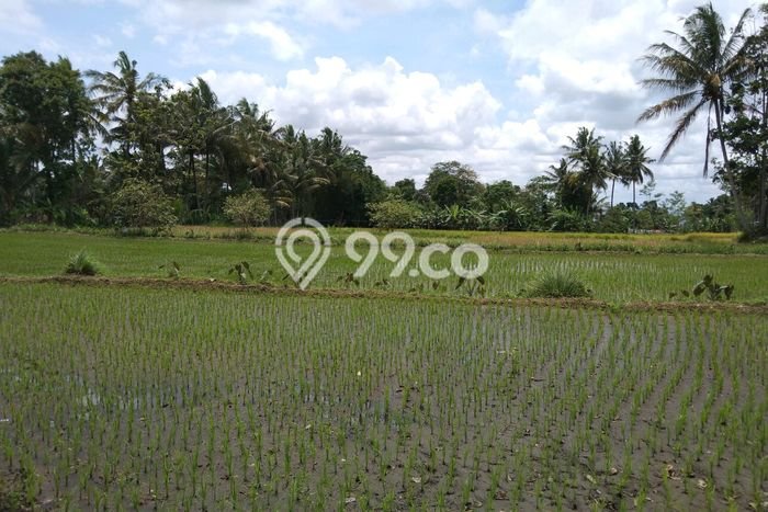 Dijual Tanah di Pakem Sleman Luas 1643m2 SHM Dijual Tanah di Pakem Sleman Luas 1643m2 SHM