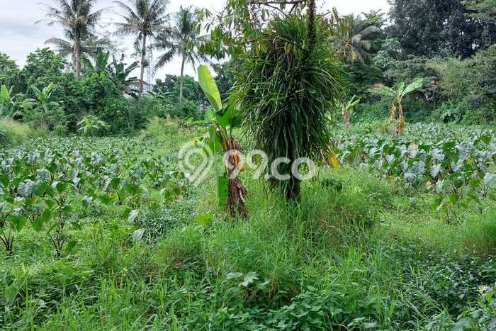 Untuk Dijual Tanah 2778m2 di Sindang Barang, Bogor Untuk Dijual Tanah 2778m2 di Sindang Barang, Bogor