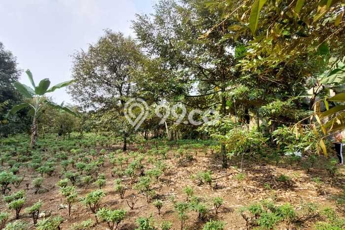 HARGA TERBAIK! Tanah di Tajur Halang, Luas 5128m², Akses Jalan Utama, Cocok untuk Hunian HARGA TERBAIK! Tanah di Tajur Halang, Luas 5128m², Akses Jalan Utama, Cocok untuk Hunian