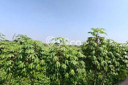 Tanah Dijual Lokasi Driyorejo, Gresik Luas 1343m2 Legalitas Aman Tanah Dijual Lokasi Driyorejo, Gresik Luas 1343m2 Legalitas Aman