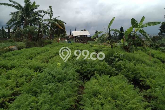 Lahan Investasi Lokasi Ciwidey Bandung SHM Lahan Investasi Lokasi Ciwidey Bandung SHM