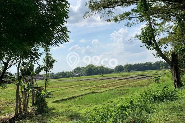 Lahan untuk Dijual di Ngawi Ngawi Luas 80000m2 Lahan untuk Dijual di Ngawi Ngawi Luas 80000m2