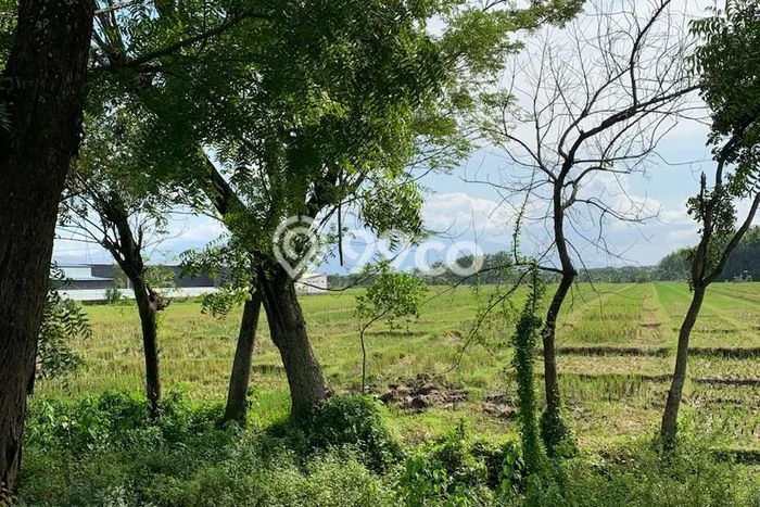 Lahan untuk Dijual di Ngawi Ngawi Luas 80000m2 Lahan untuk Dijual di Ngawi Ngawi Luas 80000m2