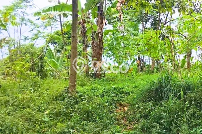 Tanah di Nagrak, Sukabumi Luas 1260m2 Dijual Segera Tanah di Nagrak, Sukabumi Luas 1260m2 Dijual Segera