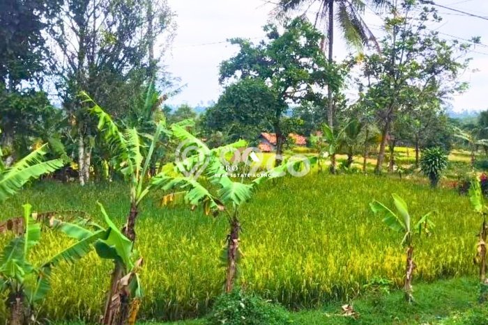 Lahan Dijual Lokasi Nagrak, Sukabumi dengan Luas Tanah 580m2 dan Status SHM Lahan Dijual Lokasi Nagrak, Sukabumi dengan Luas Tanah 580m2 dan Status SHM