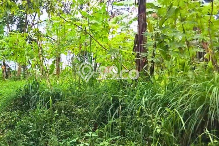 Tanah di Nagrak, Sukabumi Luas 1260m2 Dijual Segera Tanah di Nagrak, Sukabumi Luas 1260m2 Dijual Segera