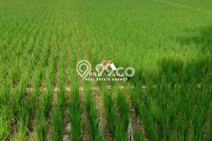 Jarang Ada! Tanah di Pekalongan Selatan Punya Luas 1466m2 SHM Jarang Ada! Tanah di Pekalongan Selatan Punya Luas 1466m2 SHM