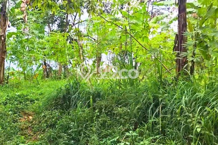 Tanah di Nagrak, Sukabumi Luas 1260m2 Dijual Segera Tanah di Nagrak, Sukabumi Luas 1260m2 Dijual Segera