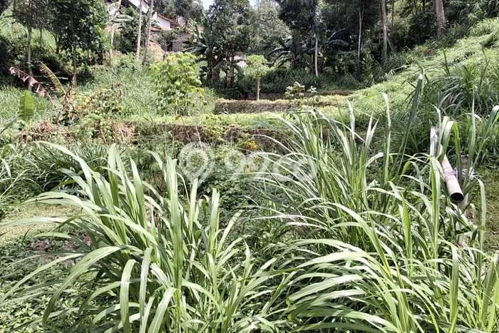 Disewakan Segera Tanah di Cilengkrang Luas 1050m2 Area Potensial Disewakan Segera Tanah di Cilengkrang Luas 1050m2 Area Potensial