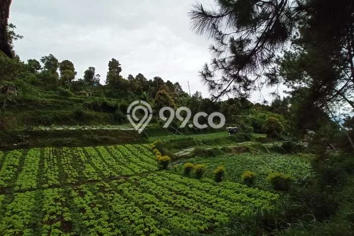 Tanah Dijual Lokasi Parongpong, Bandung Barat Luas 5235m2 Legalitas Aman Tanah Dijual Lokasi Parongpong, Bandung Barat Luas 5235m2 Legalitas Aman
