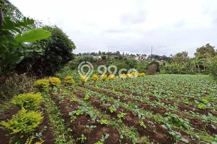 Tanah Dijual Lokasi Parongpong, Bandung Barat Luas 5235m2 Legalitas Aman Tanah Dijual Lokasi Parongpong, Bandung Barat Luas 5235m2 Legalitas Aman