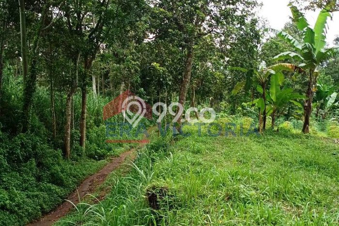 Tanah Strategis Dijual di Purwodadi Pasuruan 3148m2 Tanah Strategis Dijual di Purwodadi Pasuruan 3148m2