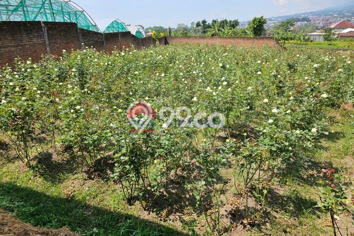 Kavling Tanah Dijual di Batu Batu Spesifikasi 1147m2 Kavling Tanah Dijual di Batu Batu Spesifikasi 1147m2