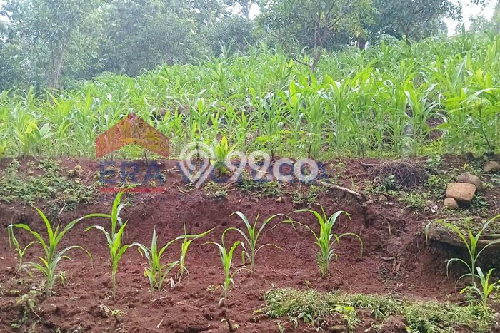 Tanah di Nganjuk, Nganjuk Luas 1061m2 Dijual Segera Tanah di Nganjuk, Nganjuk Luas 1061m2 Dijual Segera