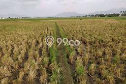 Kavling Tanah di Solokan Jeruk Dijual Luas 1691m2 Legalitas SHM Kavling Tanah di Solokan Jeruk Dijual Luas 1691m2 Legalitas SHM