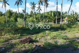 Kavling Tanah di Negara Dijual Luas 3750m2 Legalitas SHM Kavling Tanah di Negara Dijual Luas 3750m2 Legalitas SHM