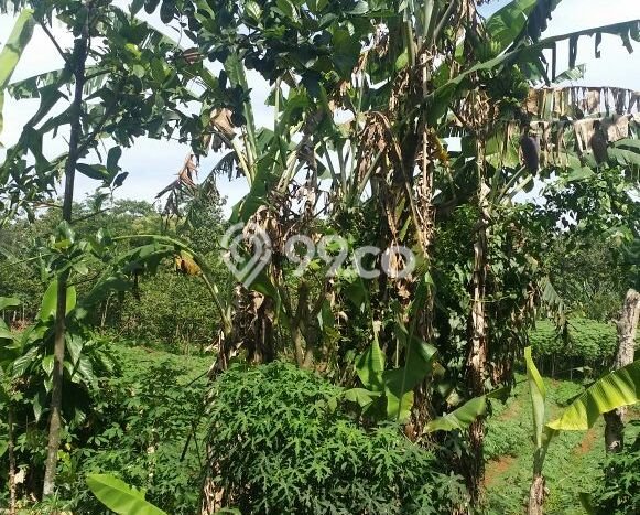 Tanah untuk Dijual di Ciampea Bogor Luas 13850m2 Tanah untuk Dijual di Ciampea Bogor Luas 13850m2