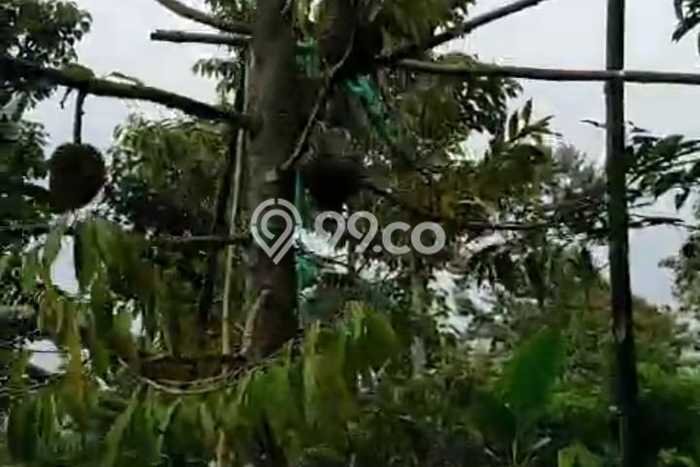 Tanah Strategis Dijual di Wonosalam Jombang 5536m2 Tanah Strategis Dijual di Wonosalam Jombang 5536m2