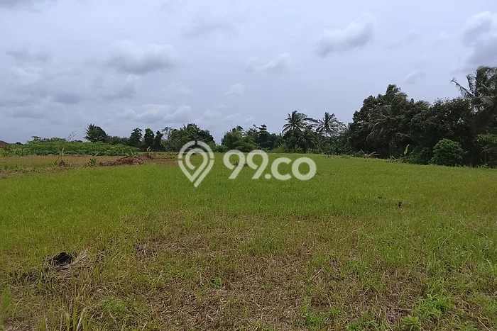 Tanah Dijual Lokasi Ciampea, Bogor dengan Luas Tanah 9600m2 dan Status SHM Tanah Dijual Lokasi Ciampea, Bogor dengan Luas Tanah 9600m2 dan Status SHM