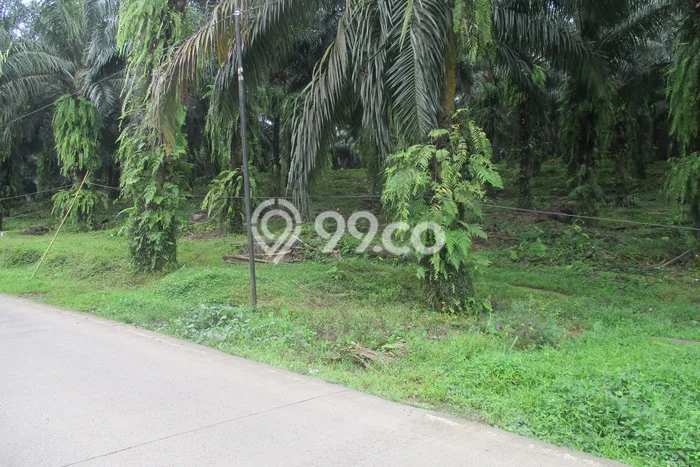 Lahan Strategis di Cigudeg Dijual dengan Luas 53000m2 Lahan Strategis di Cigudeg Dijual dengan Luas 53000m2