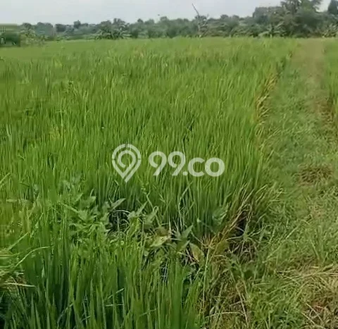 Kavling Tanah Dijual di Mantup Lamongan Spesifikasi 7000m2 Kavling Tanah Dijual di Mantup Lamongan Spesifikasi 7000m2