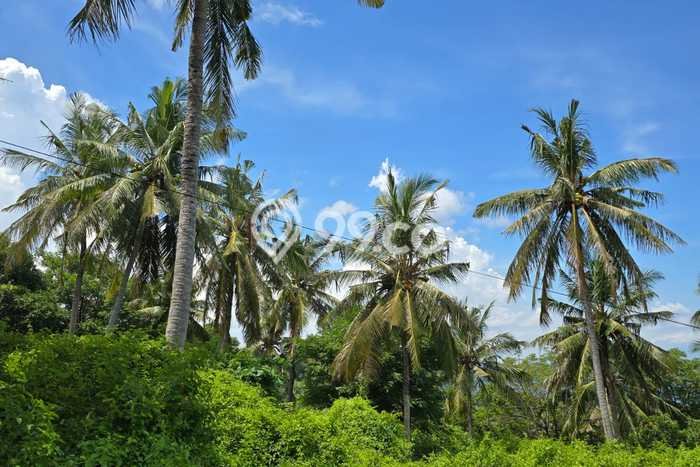 Lahan Dijual Lokasi Strategis di Lombok Barat dengan Luas 1489m2 Lahan Dijual Lokasi Strategis di Lombok Barat dengan Luas 1489m2