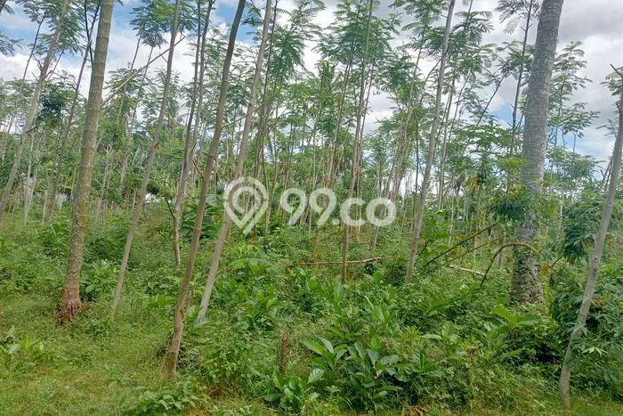 Lahan Investasi Lokasi Lembar Lombok Barat SHM Lahan Investasi Lokasi Lembar Lombok Barat SHM