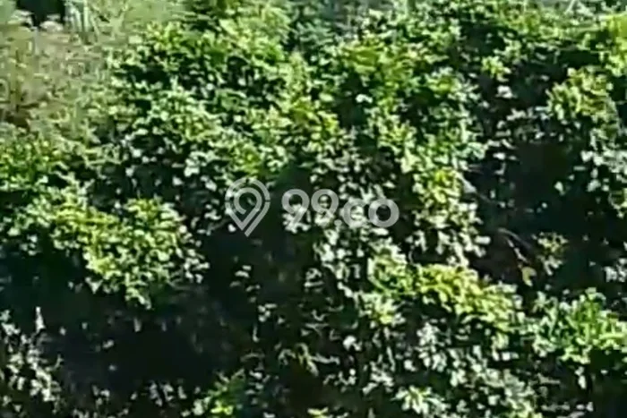 Lahan Strategis di Sekotong Dijual dengan Luas 59m2 Lahan Strategis di Sekotong Dijual dengan Luas 59m2