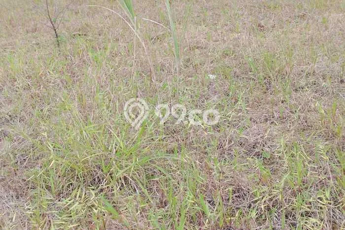 Vila Berkembang di , Area 6248m2m², Dekat mudah Bogor, Bogor Vila Berkembang di , Area 6248m2m², Dekat mudah Bogor, Bogor
