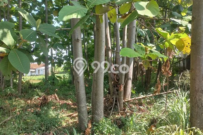 Tanah Dijual Lokasi Cibiru, Bandung Luas 550m2 Legalitas Aman Tanah Dijual Lokasi Cibiru, Bandung Luas 550m2 Legalitas Aman