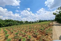 Tanah Strategis Dijual di Tajur Halang Bogor 20740m2 Tanah Strategis Dijual di Tajur Halang Bogor 20740m2