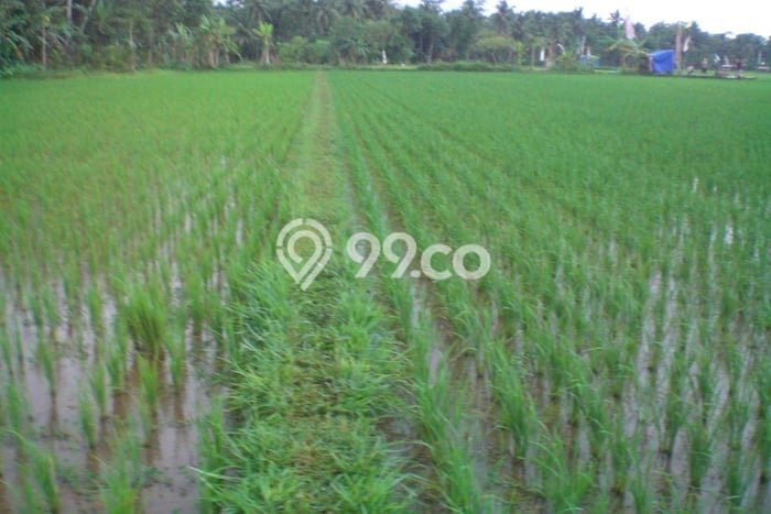 Tanah Strategis Dijual di Purworejo Purworejo 1444m2 Tanah Strategis Dijual di Purworejo Purworejo 1444m2