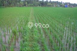 Tanah Strategis Dijual di Purworejo Purworejo 1444m2 Tanah Strategis Dijual di Purworejo Purworejo 1444m2