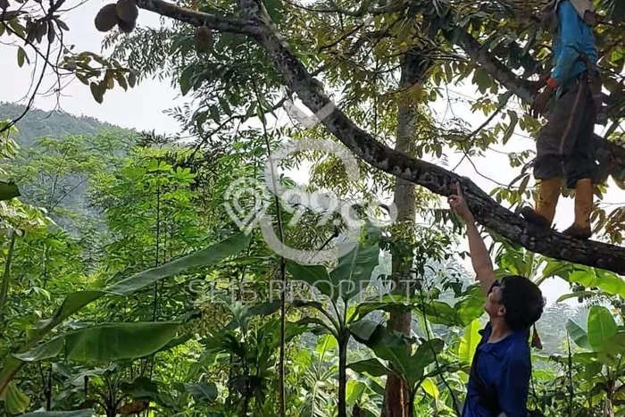 Tanah Dijual Lokasi Cipatat Bandung Barat SHM Tanah Dijual Lokasi Cipatat Bandung Barat SHM