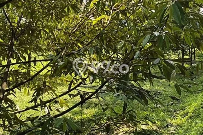 Tanah di Ciampea, Bogor Luas 54000m2 Dijual Segera Tanah di Ciampea, Bogor Luas 54000m2 Dijual Segera