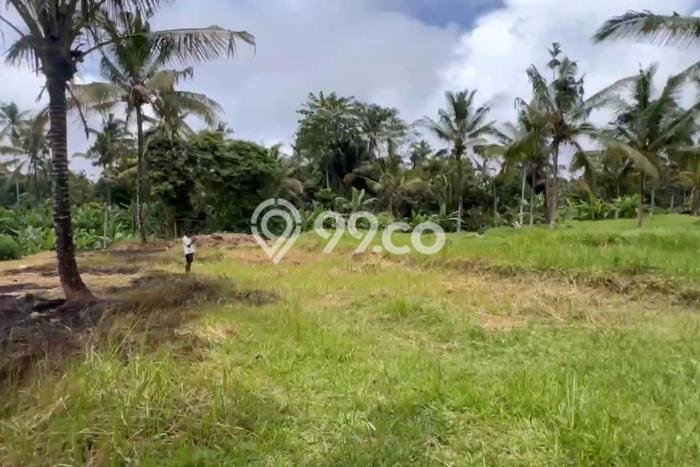 Dijual Tanah di Payangan Gianyar Luas 1000m2 SHM Dijual Tanah di Payangan Gianyar Luas 1000m2 SHM
