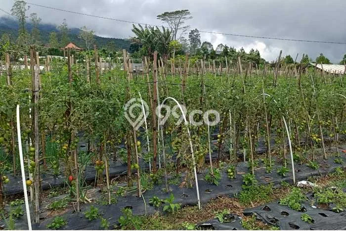 Dijual Tanah di , Luas 1200m2m², Lingkungan Nyaman, Kontur Datar Dijual Tanah di , Luas 1200m2m², Lingkungan Nyaman, Kontur Datar
