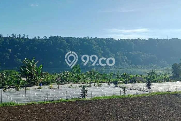 Kavling Tanah untuk Dijual di Pancasari, Buleleng, Luas 500m2 Kavling Tanah untuk Dijual di Pancasari, Buleleng, Luas 500m2