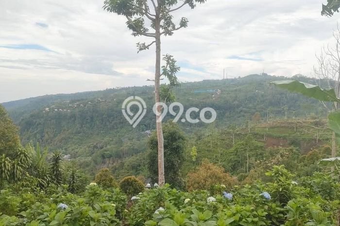 Tanah Dijual di Buleleng Seluas 3850m2 Strategis Tanah Dijual di Buleleng Seluas 3850m2 Strategis