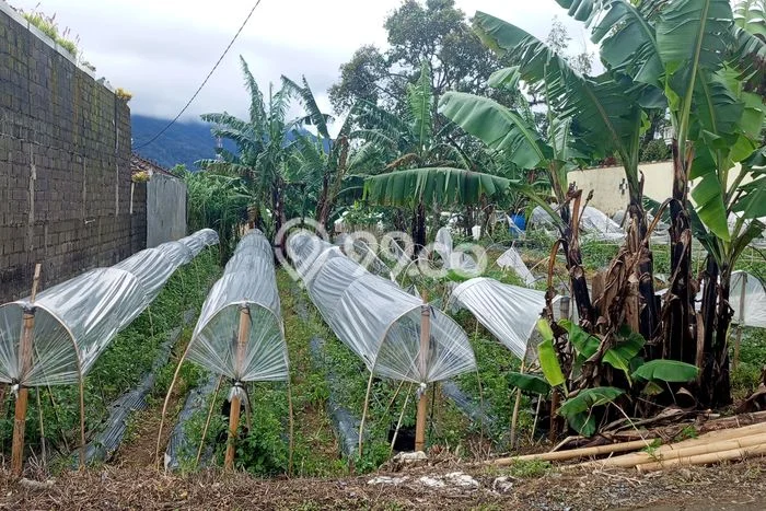 Dijual Tanah Lokasi Bedugul, Tabanan Seluas 500m2 Dijual Tanah Lokasi Bedugul, Tabanan Seluas 500m2